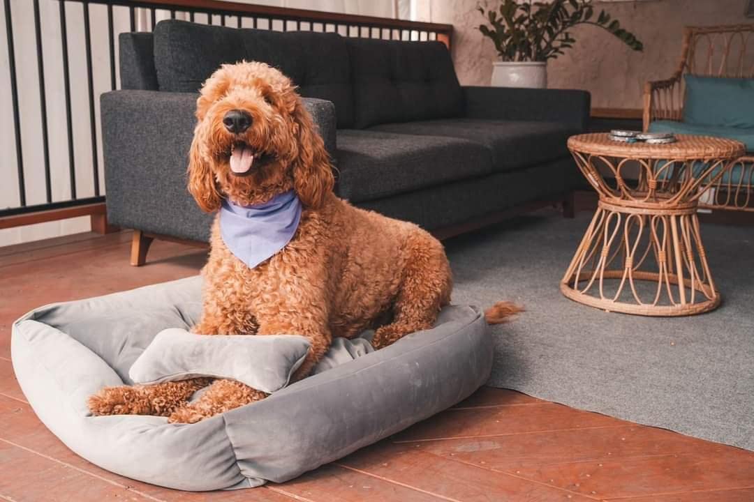 Lavender Luxury - Dog Bed, Furniture for Dogs, Puppy Friendly & Chew Proof, Size for All Dogs Large, Medium, and Small. Whole Bed Washable!