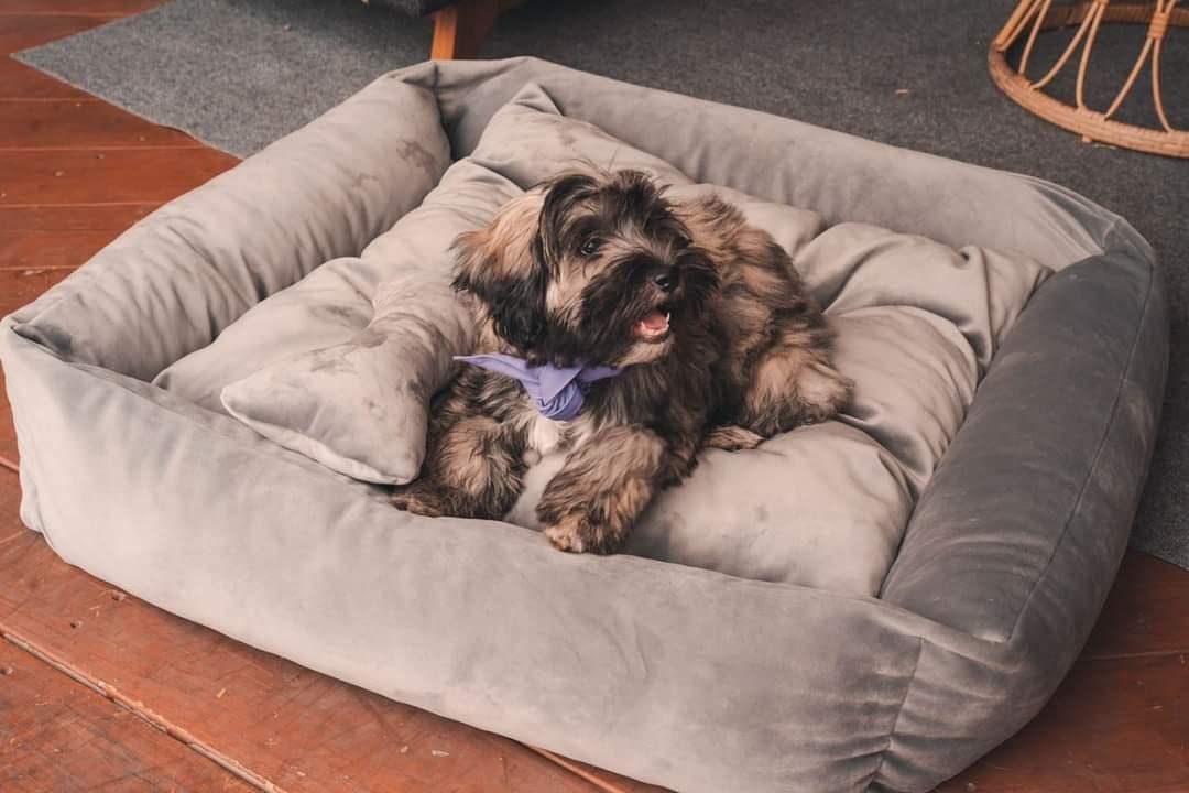 Lavender Luxury - Dog Bed, Furniture for Dogs, Puppy Friendly & Chew Proof, Size for All Dogs Large, Medium, and Small. Whole Bed Washable!