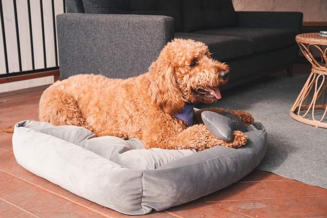Lavender Luxury - Dog Bed, Furniture for Dogs, Puppy Friendly & Chew Proof, Size for All Dogs Large, Medium, and Small. Whole Bed Washable!